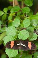Braun-oranger Schmetterling
