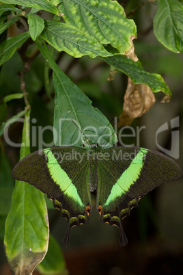 Grüner Schmetterling