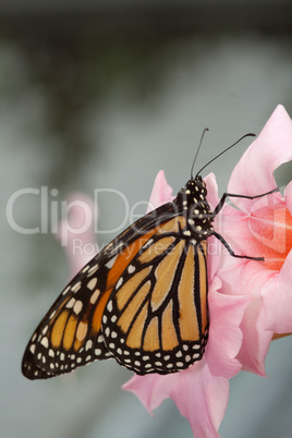 Orangenfarbener Schmetterling