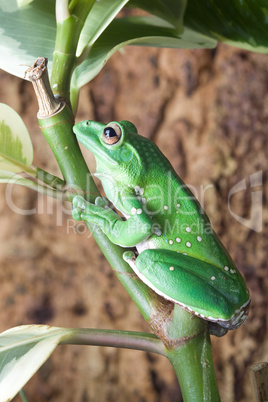 Grüner Frosch mit Flecken