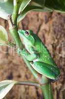 Grüner Frosch mit Flecken