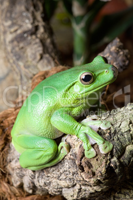 Grüngelber Frosch