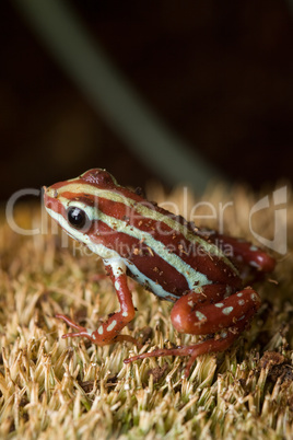 Brauner gestreifter Frosch