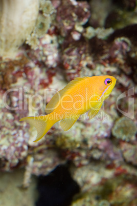 Labidochromis