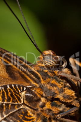 Brauner Schmetterling