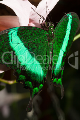 Schwalbenschwanz Schmetterling