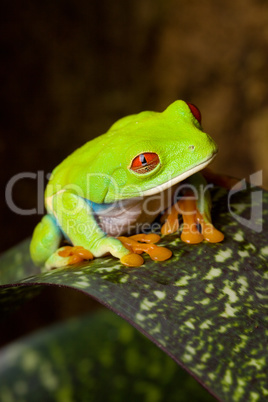 Blinzelnder Rotaugenfrosch