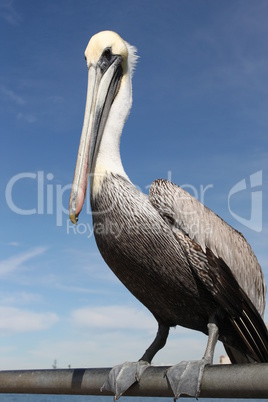 Pelican