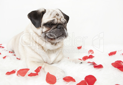 Pug on blanket with rose flowers