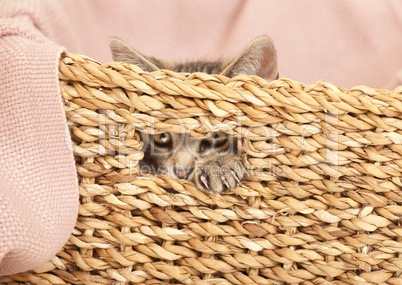 young cat looking out of basket