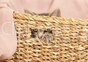 young cat looking out of basket