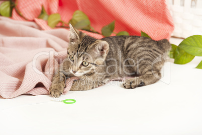 young cat on blanket