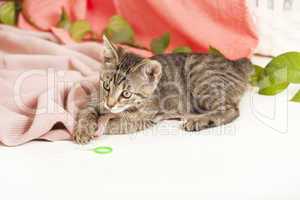 young cat on blanket