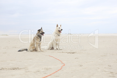 two dogs sitting on beach