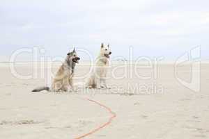 two dogs sitting on beach