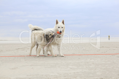 Two dogs playing on the beach