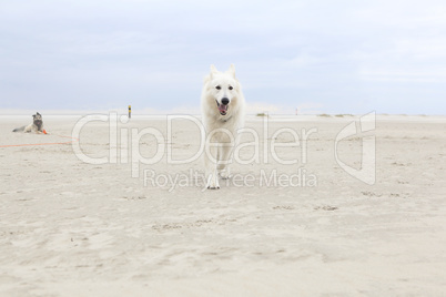 white shepherd on the beach