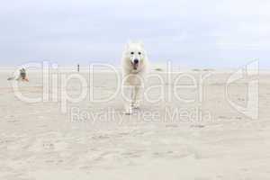 white shepherd on the beach