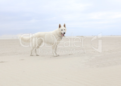 white dog on the beach