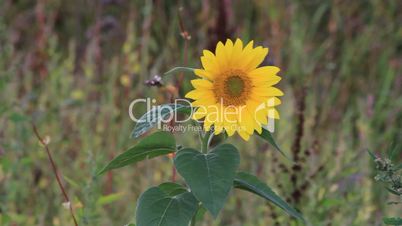 lonely sunflower in a wildflowers field