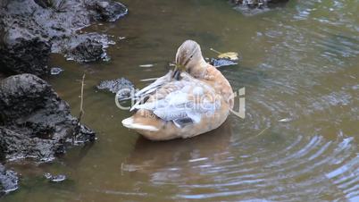 Ente putzt sich im Wasser