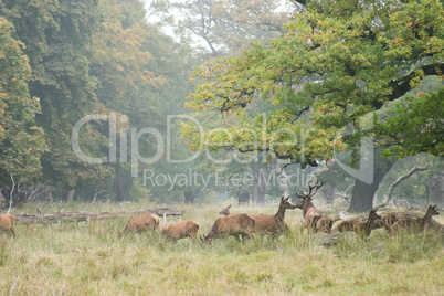 Red deer herd in autumn