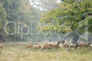 Red deer herd in autumn