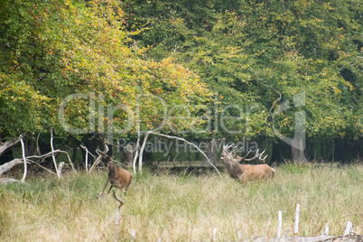 Male red deer bellowing and chasing females