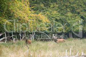 Male red deer bellowing and chasing females