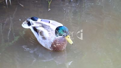 Ente putzt sich im Wasser