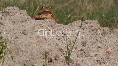 Erdkröte auf Sandhügel