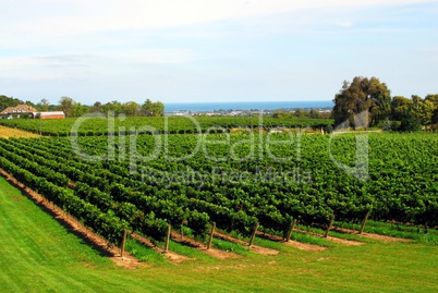 Vineyard rows