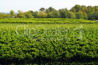 Vineyard foliage