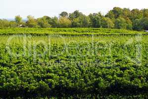 Vineyard foliage