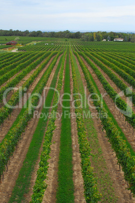 Vineyard rows receding