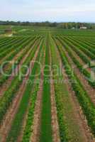 Vineyard rows receding