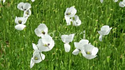 White poppy flowers in the field