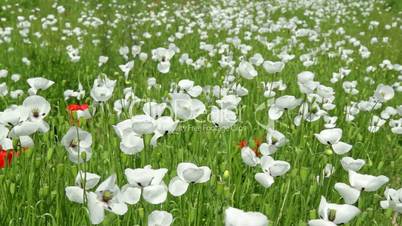 White poppy flowers in the field
