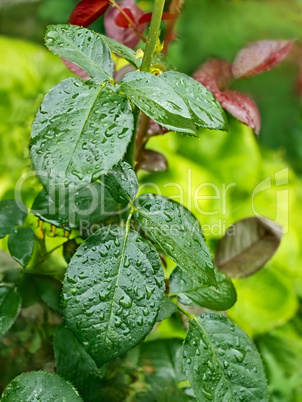 Rose leaves with water droplets