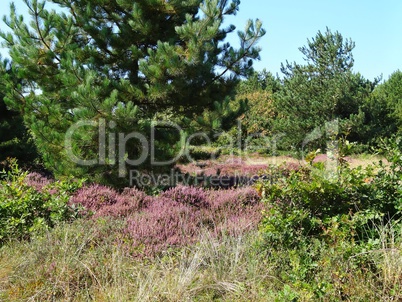 Dünenlandschaft Dünenlandschaft