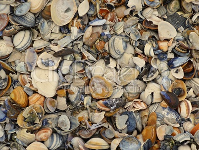 Muschelschalen