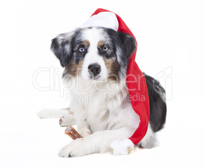 austrailian shepherd stocking cap