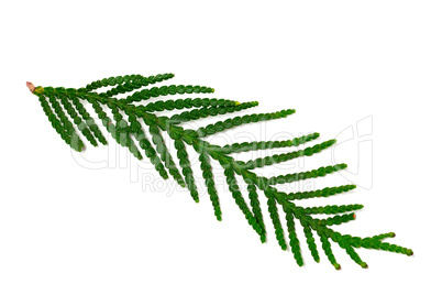 Thuja branch isolated on white background