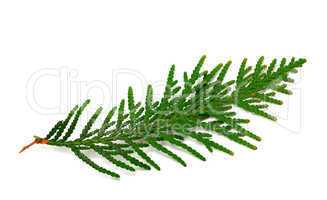 Twig of thuja on white background