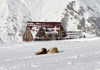 Two dogs rest on ski slope