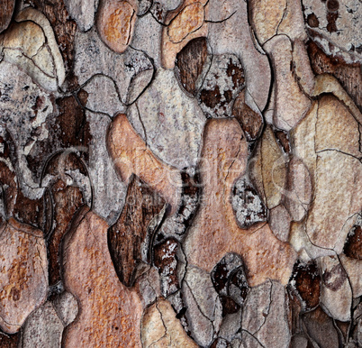 Wooden texture of pine-tree