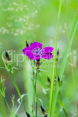 Carnation Amur (Caryophyllaceae)