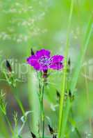 Carnation Amur (Caryophyllaceae)