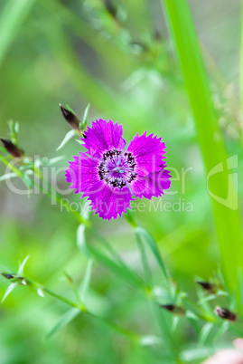 Carnation Amur