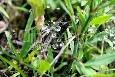 Dew on web